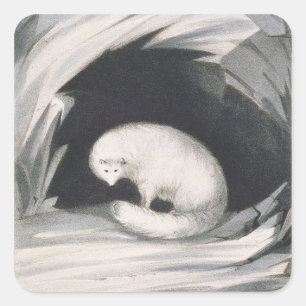 Sticker Carré Arctic Fox, from 'Narrative of a Second voyage in