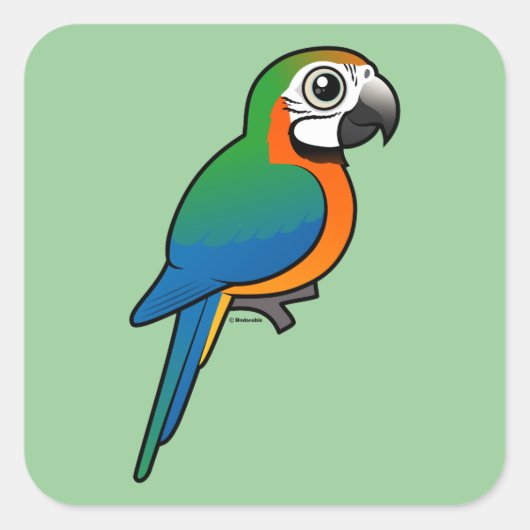 Sticker Carré Arlequin Macaw (Devant)