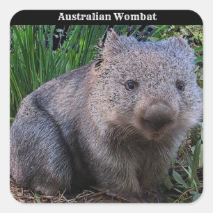 Sticker Carré Arrière - plan australien Wombat