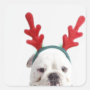 Sticker Carré arrière - plan blanc, chien de taureau blanc, rou