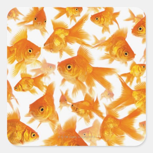 Sticker Carré Arrière - plan montrant un grand groupe de poisson (Devant)