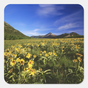 Sticker Carré Arrowleaf balsomroot couvre la prairie avec