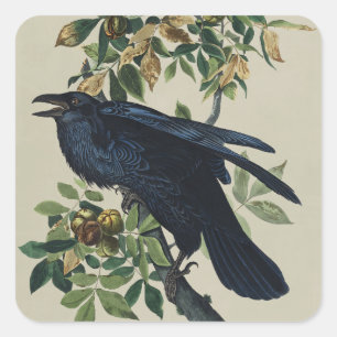 Sticker Carré Art de la nature de l'oiseau corbeau Audubon vinta