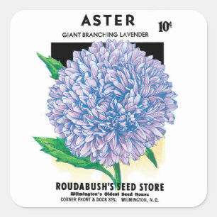Sticker Carré Art de pochette de graines vintage, fleurs d'aster
