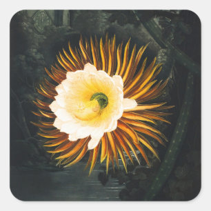 Sticker Carré Art gothique de Cereus nocturne vintage