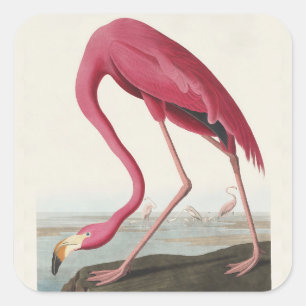 Sticker Carré Art vintage d'Audubon sur le flamant rose américai
