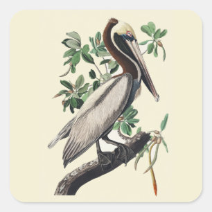 Sticker Carré Art vintage d'Audubon sur le Pélican brun, oiseau 