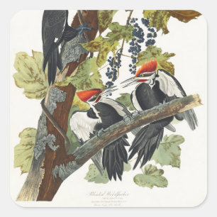 Sticker Carré Art vintage de l'oiseau pic à tête rouge d'Audubon