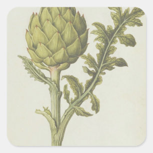 Sticker Carré Artichoke : Cynara scolymus, c.1568