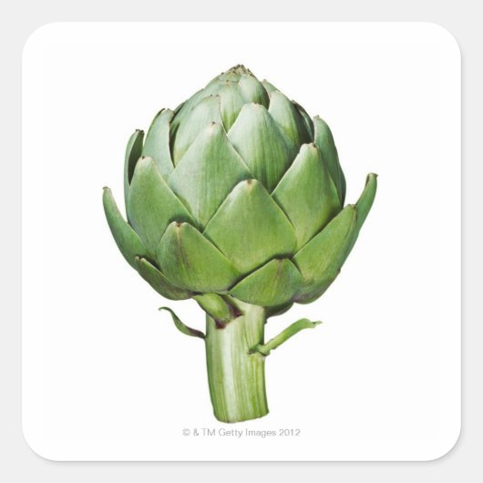 Sticker Carré Artichoke du Globe sur un Arrière - plan blanc cou (Devant)