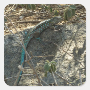 Sticker Carré Aruba Whiptail Lizard Photographie d'animaux tropi