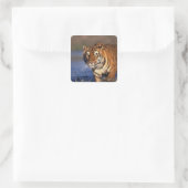 Sticker Carré ASIE, Inde, Bengale Tiger Panthera tigris) (Sac)