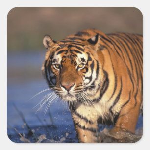 Sticker Carré ASIE, Inde, Tigre du Bengale Panthera tigris)