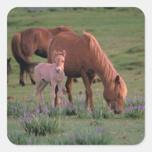 Sticker Carré Asie, Mongolie, Désert de Gobi. Chevaux sauvages