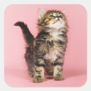 Sticker Carré Assez dans le chaton rose