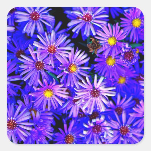 Sticker Carré Aster Garden dans Full Bloom (Devant)