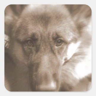 Sticker Carré Atlas le chien des merveilles