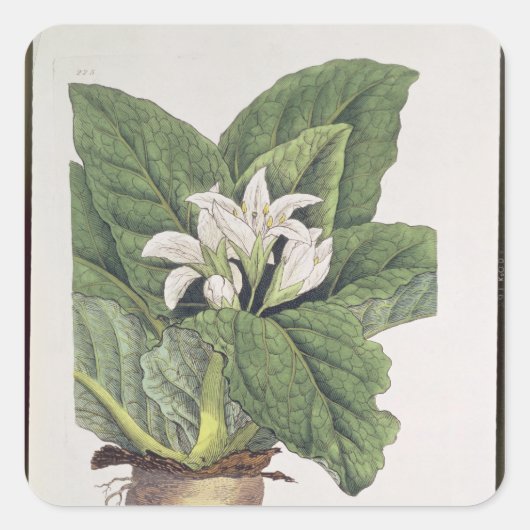 Sticker Carré Atropa mandragora (Devant)