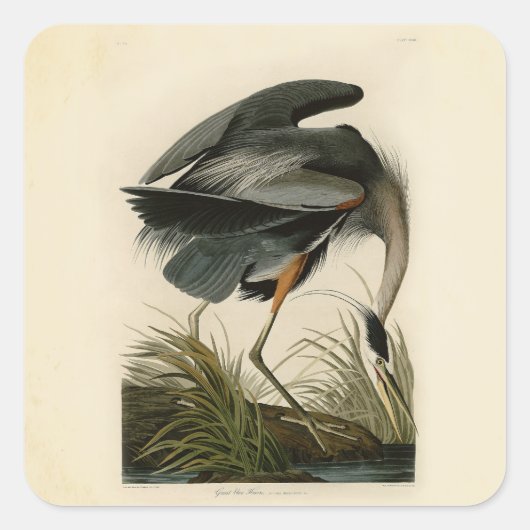Sticker Carré Audubon Great Blue Heron Marsh Bird (Devant)