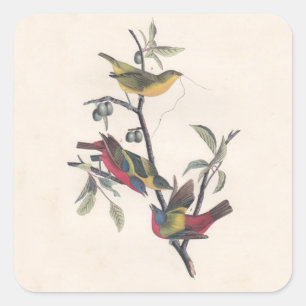 Sticker Carré Audubon Peint Bunting Bird Wildlife