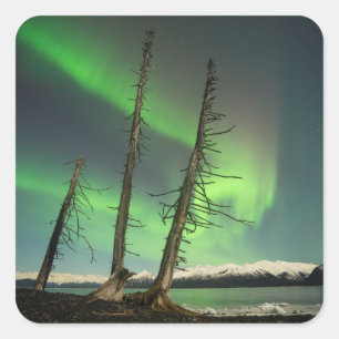 Sticker Carré Aurora d'épinette oubliée