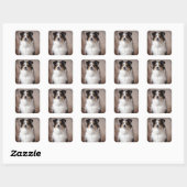 Sticker Carré Aussie Chien Chien Chien Chien Assiette Australian (Feuille)