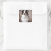 Sticker Carré Aussie Chien Chien Chien Chien Assiette Australian (Sac)