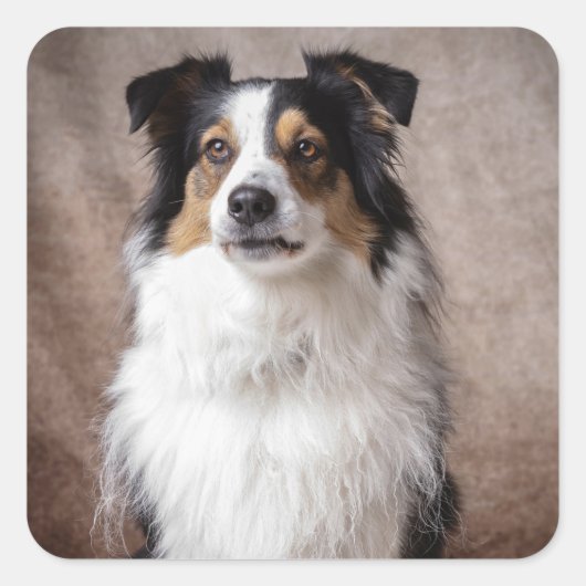 Sticker Carré Aussie Chien Chien Chien Chien Assiette Australian (Devant)