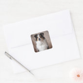 Sticker Carré Aussie Chien Chien Chien Chien Assiette Australian (Enveloppe)
