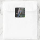 Sticker Carré Australian Laughing Kookaburra Bird (Sac)