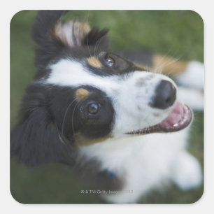 Sticker Carré Australian Shepherd debout sur les pattes arrières