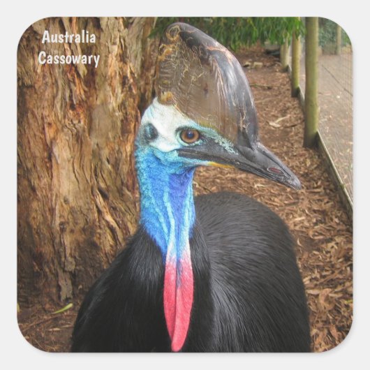 Sticker Carré Australie Cassowary Bird (Devant)