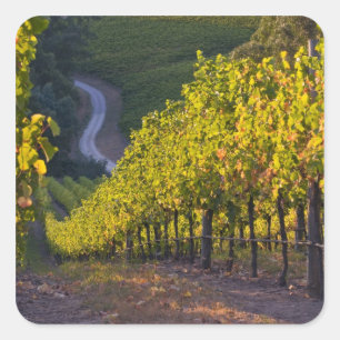 Sticker Carré Australie du Sud, Adélaïde Hills, Summertown. 2