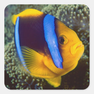 Sticker Carré Australie, Grande Barrière de corail, Poisson-clow