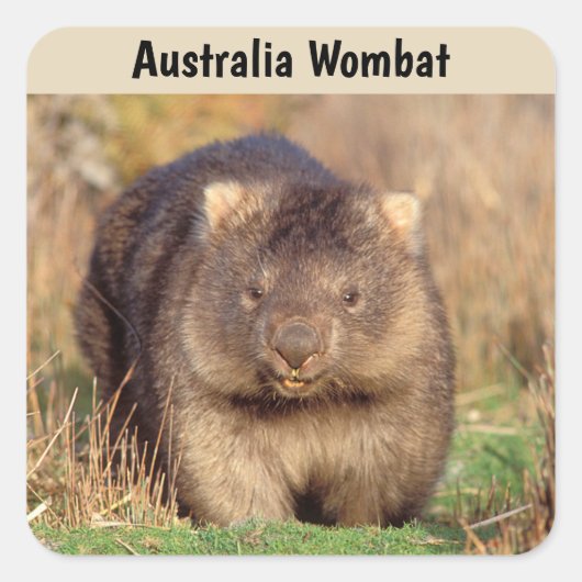 Sticker Carré Australie Wombat (Devant)