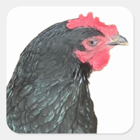Sticker Carré Australorp noir Hen (Devant)