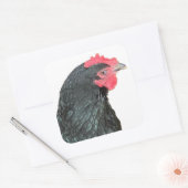 Sticker Carré Australorp noir Hen (Enveloppe)