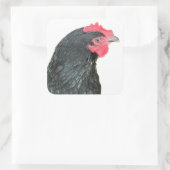 Sticker Carré Australorp noir Hen (Sac)