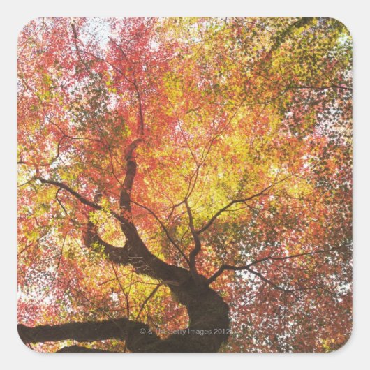 Sticker Carré Automne (Devant)