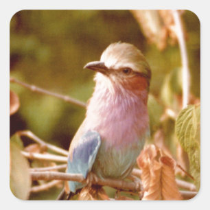 Sticker Carré Aviaire