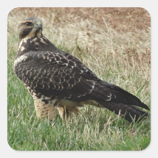 Sticker Carré B52 Buse de Swainson (Devant)