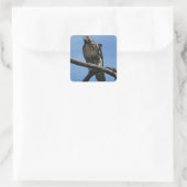 Sticker Carré B54 Buse de Swainson (Sac)