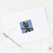 Sticker Carré B54 Buse de Swainson (Enveloppe)