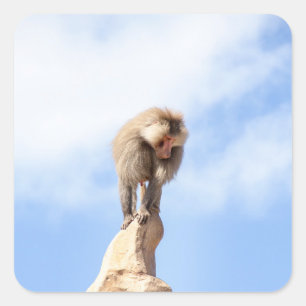 Sticker Carré Babouin singe au sommet d'une montagne