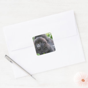 Sticker Carré Baby Mountain Gorilla