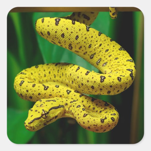 Sticker Carré Baby Yellow Phase Green Tree Python Snake (Devant)