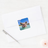 Sticker Carré Bahamas Swimming Pig 2024 (Enveloppe)