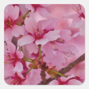 Sticker Carré Baigné dans les fleurs de cerisier japonaises rose