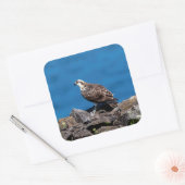 Sticker Carré Balbuzard pêcheur sur les rochers (Enveloppe)
