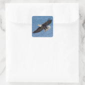 Sticker Carré Bald eagle in flight (Sac)